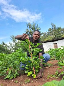 Kalehe: Un étudiant expérimente la culture du piment, un potentiel agricole encore peu exploité.